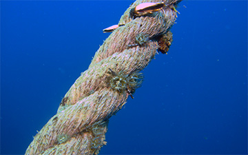 Anemone rope 9081web