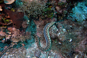 Gold spotted eel dr web