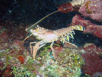 Lobster9866web
