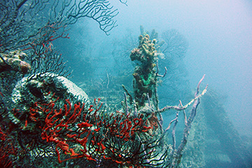 Stavros Coral 4769 web
