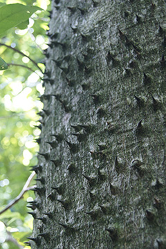 Thorn tree 5477web