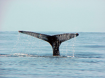 Whale1 web