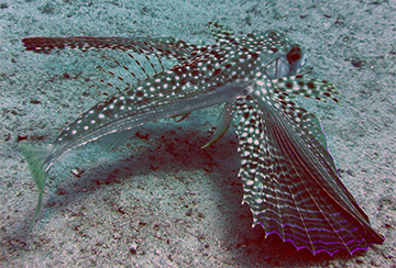 Astra Gurnard web