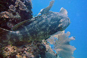 Caribe Grouper