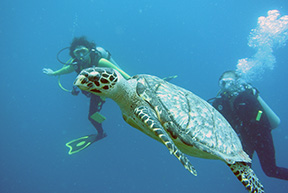 Caribe turtle