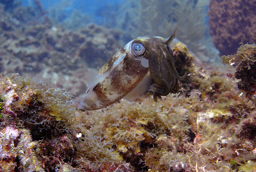 Cuttlefish1 sm