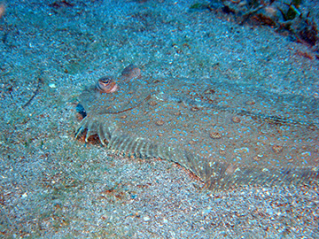 Flounder9009web