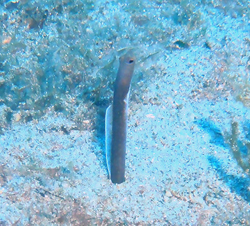 Garden Eel 9146web