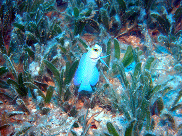 Jawfish9069web