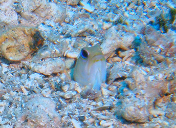 Jawfish 8968web