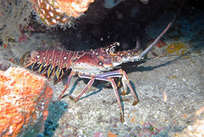 Lobster3614web