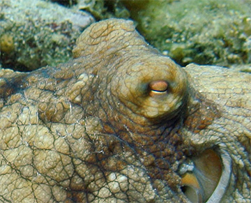 Octopus  4883 clweb