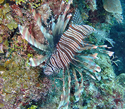 Palancar Caves Lionfish 2825 web