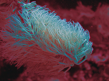 Polyps0085web