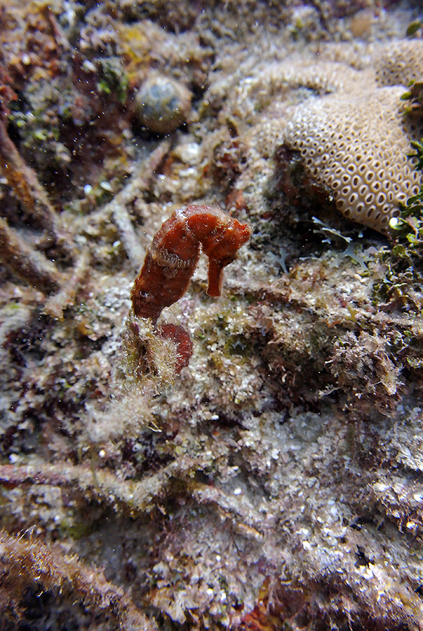 Seahorse 1 sm