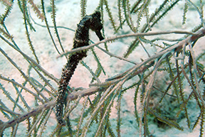 Seahorse 5456 web