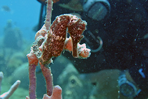 Seahorse 5517 web