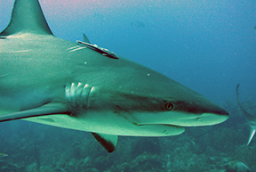 Shark1818web