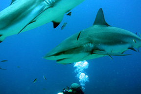 Shark1819web