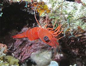 Shrimp1970web