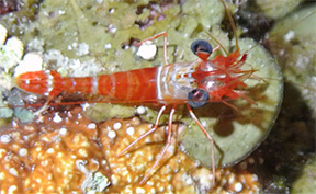 Shrimp1976web