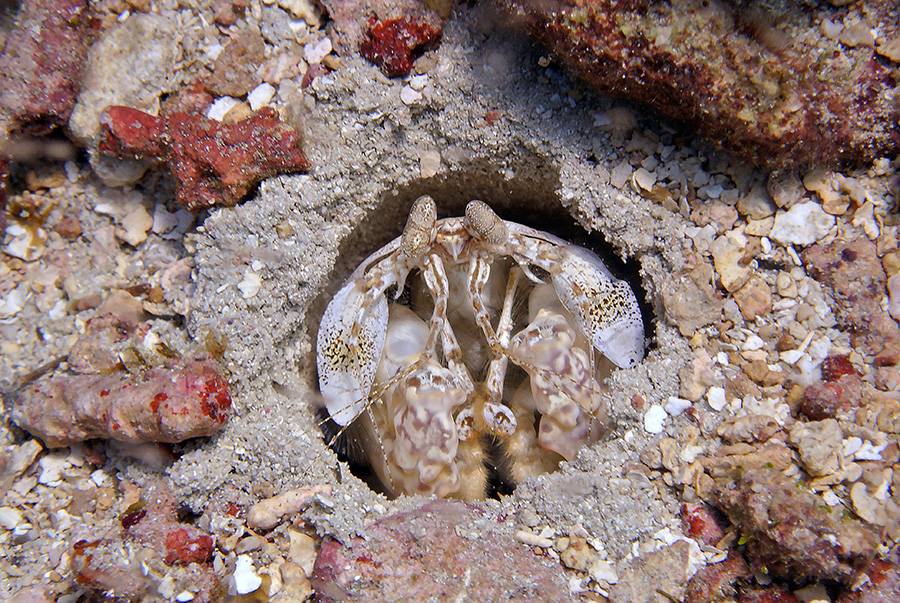 Shrimp 2 sm