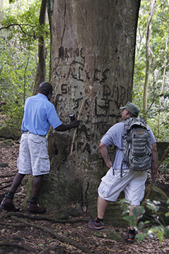 Tree carvings 5485web