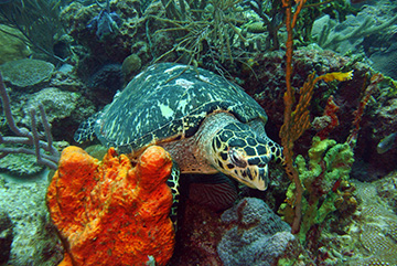 Turtle 4856 web