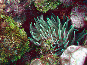 anemone2