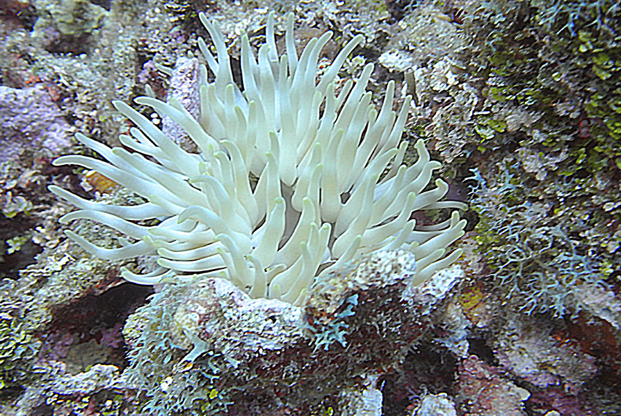 anemone sm