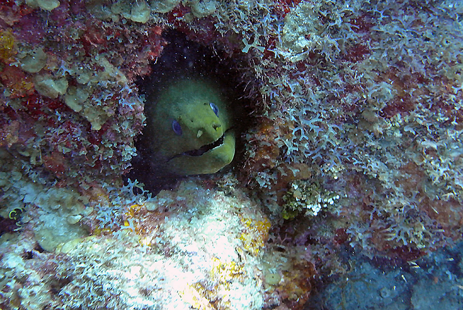 moray sm